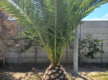 WhatsApp Image 2026-02-07 at 12.02.06